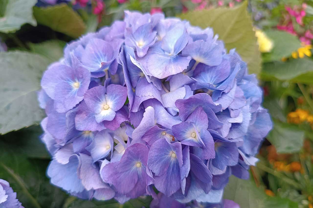 Victoria Year Round Flower Gardens