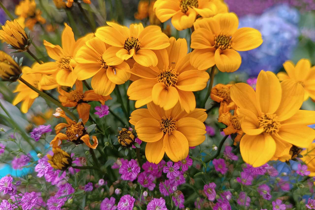 Why Is Victoria Called The Garden City?